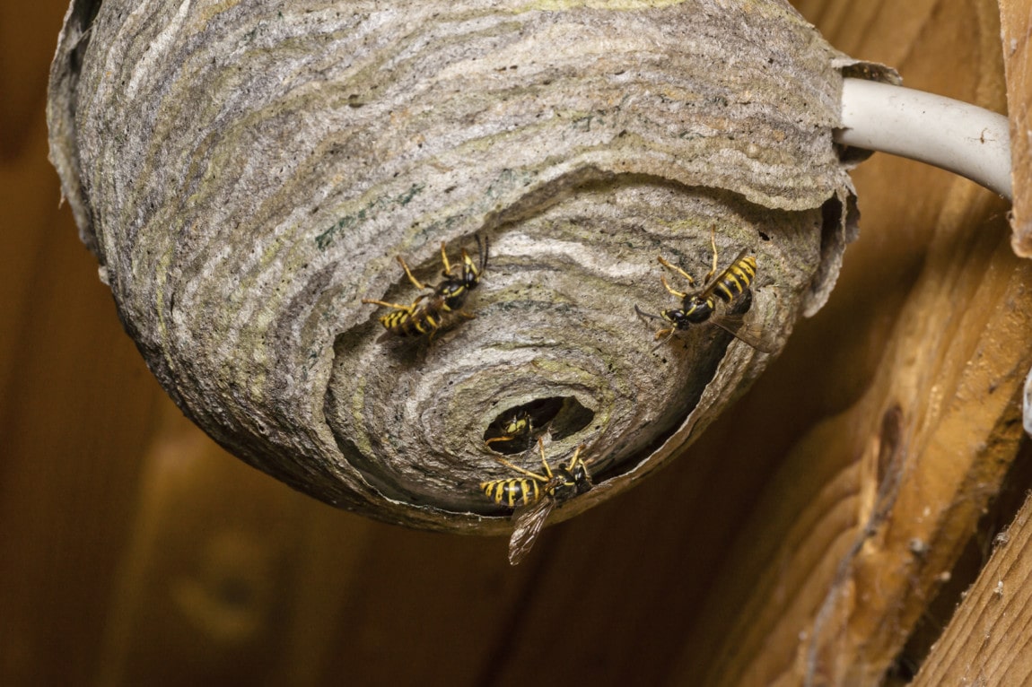 Wasp Nest Removal Hertfordshire