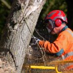 Custom Cutters Tree Specialists Ltd